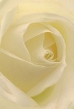 This image offers an intimate journey into the heart of a creamy white rose, enfolding you in its spiraling petals like a gentle embrace-each fold delicate, almost translucent, as if brushed with morning mist over Barkingside Green. The soft interplay of light and shadow creates a luminous serenity, hinting at the quiet grace that defines local moments of remembrance and renewal. The blossom's texture is as smooth as silk, inviting reflection and calm, while its subtle fragrance seems to linger in the imagination, deepening the sense of peace that a Barkingside bouquet can deliver. Florists here recognize this refined bloom as the quintessential symbol of reverence and artistry, perfect for expressing admiration, sympathy, or hope for a new beginning in Barkingside homes. More than just a flower, the rose in this close perspective radiates heartfelt emotion, embodying the well-practiced skill and personal touch of each floral arrangement sent from our Barkingside shop.